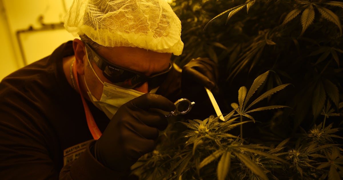 Dispensary Kalamazoo