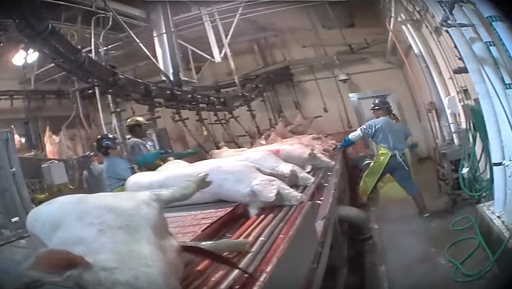 Undercover Slaughterhouse Footage Shows Horrific Animal Abuse Undercover Slaughterhouse Footage Shows Horrific Animal Abuse