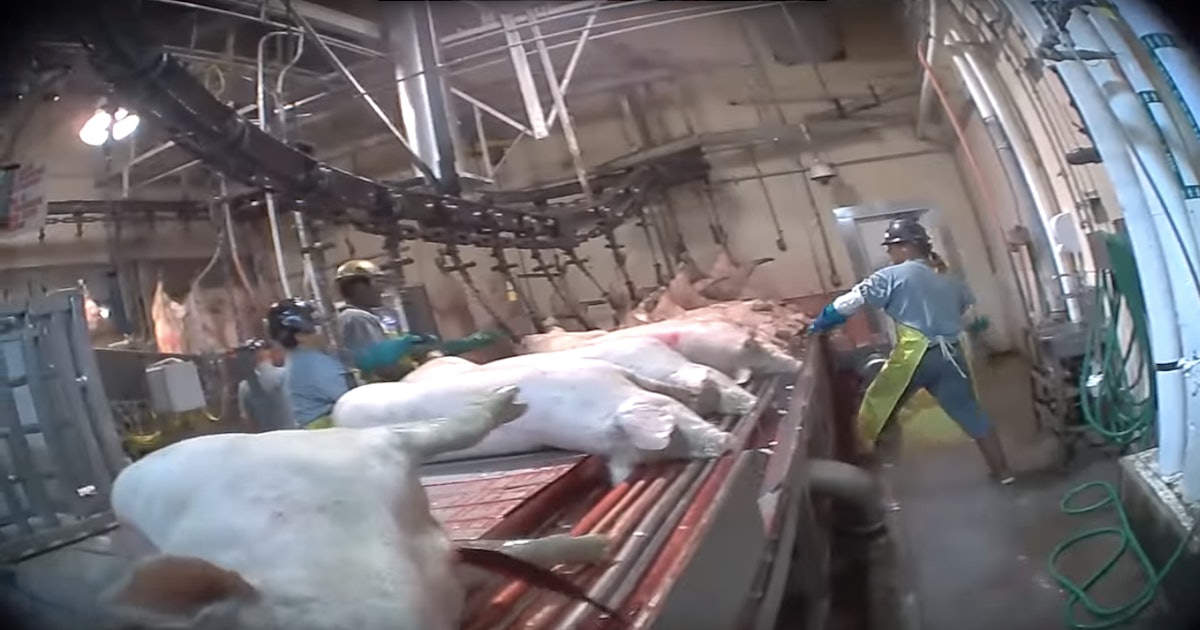 An undercover video shot inside a major American slaughterhouse depicts wha...