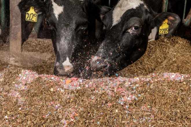 Farmers really do feed their cows Skittles — here's why