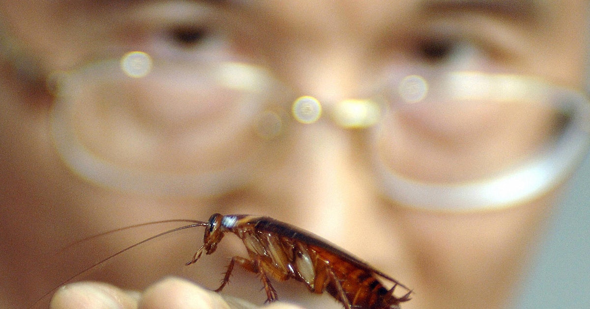 Cockroach Milk Is the Protein of the Future, So See You In Hell