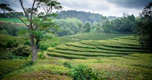 A field of chinese tea surrounded by forrests