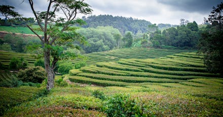 A field of chinese tea surrounded by forrests
