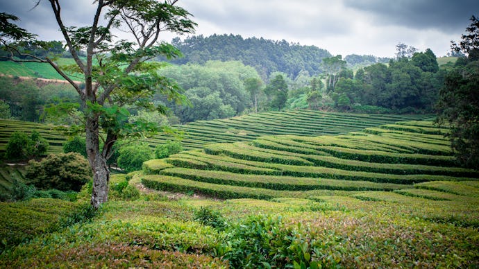 A field of chinese tea surrounded by forrests