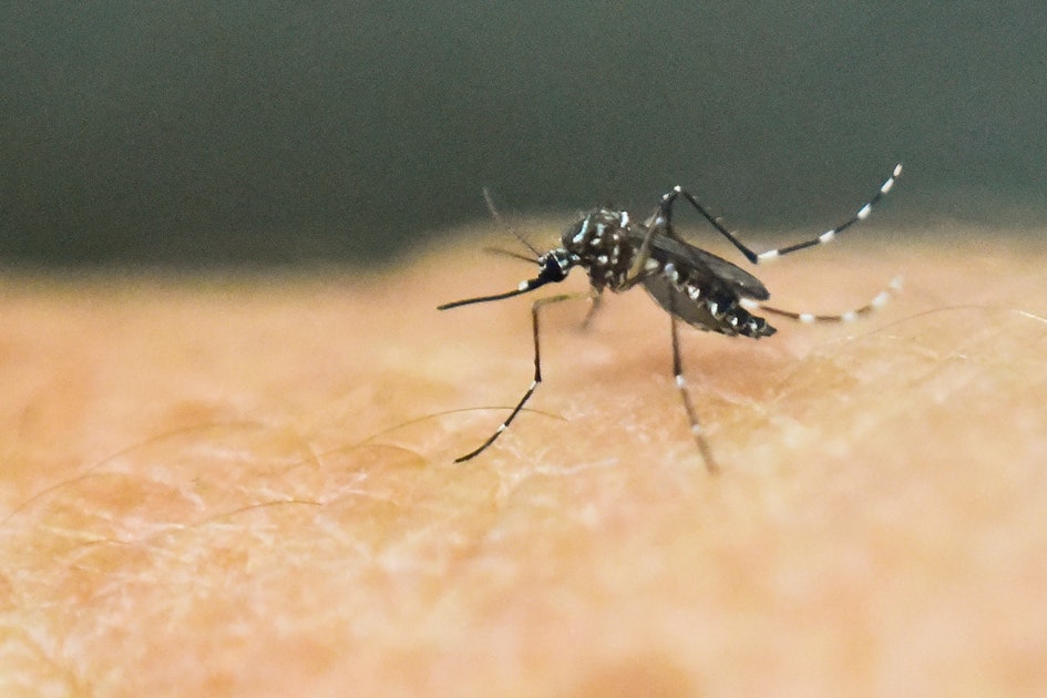 It Looks Like Zika Virus Might Be Transmitted Through Sex So That Sucks