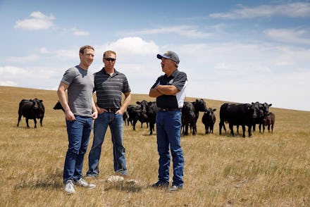 Mark Zuckerberg on a ranch with black cows in South Dakota