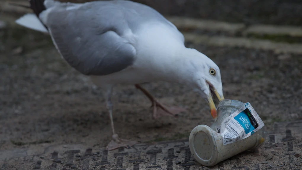 New Study Reveals 9 Out of 10 Seabirds Have Plastic in Their Guts