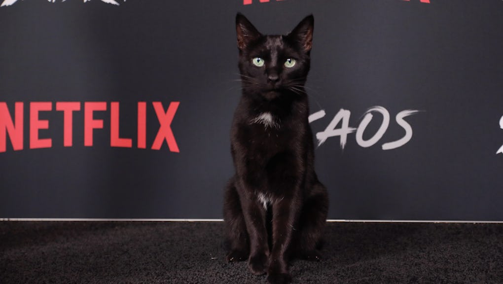 salem saberhagen walked the red carpet