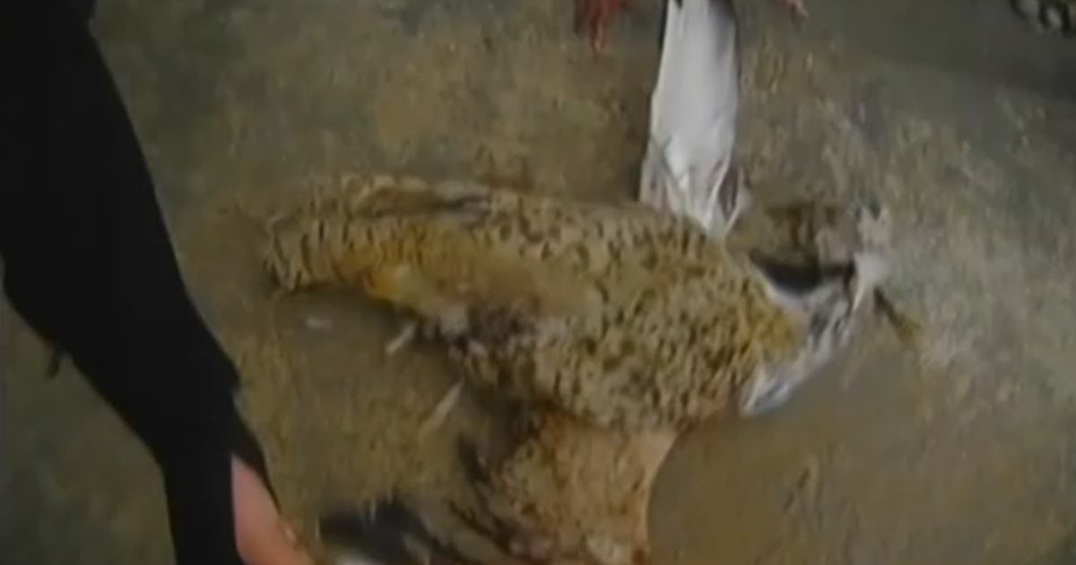 Afghan Police Shot An Exploding Bird Full of