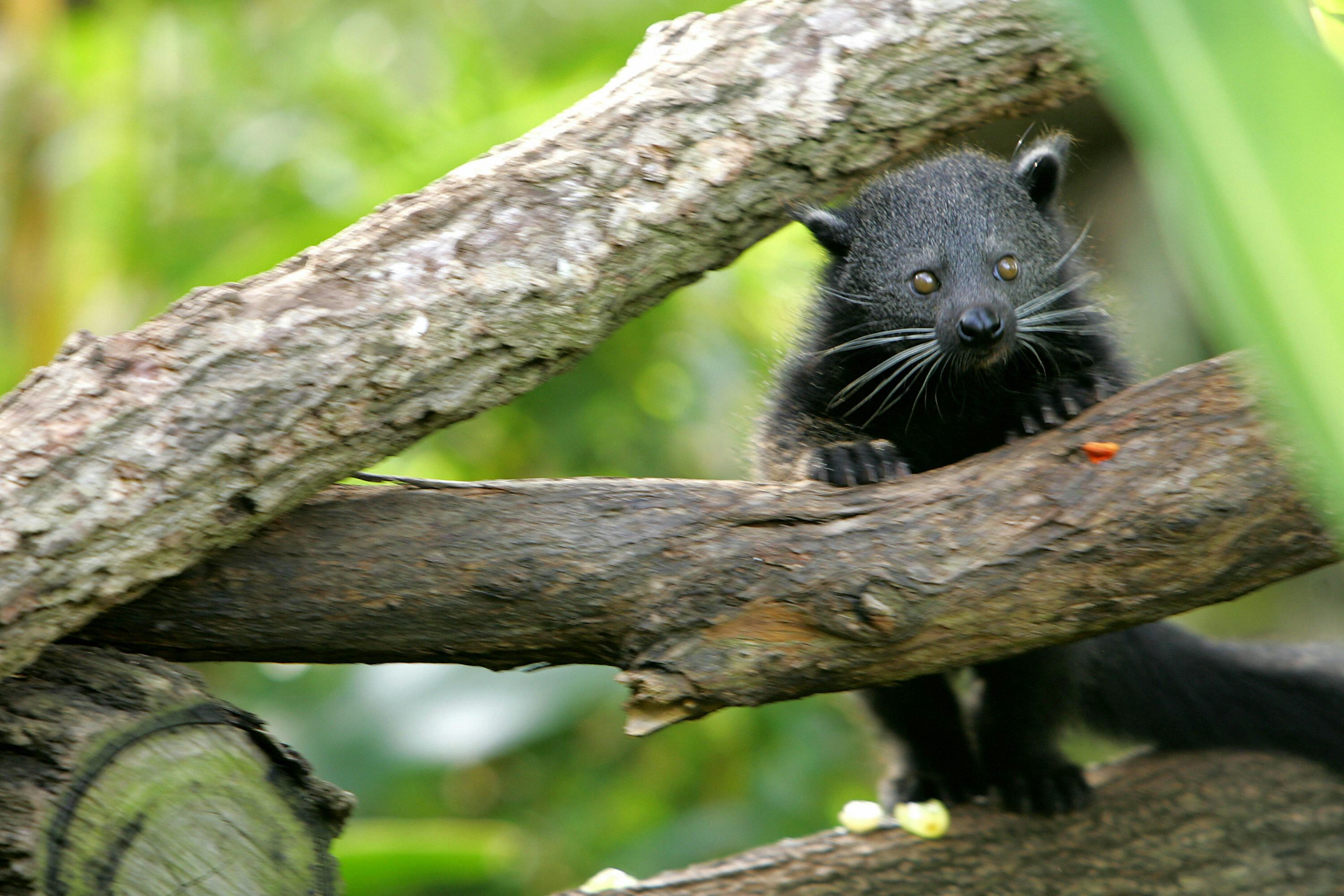 The Bearcat Is a Real Animal and It Smells Like Buttered Popcorn