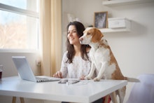 A woman working from home sits at her desk in front of her laptop with her dog standing next to her