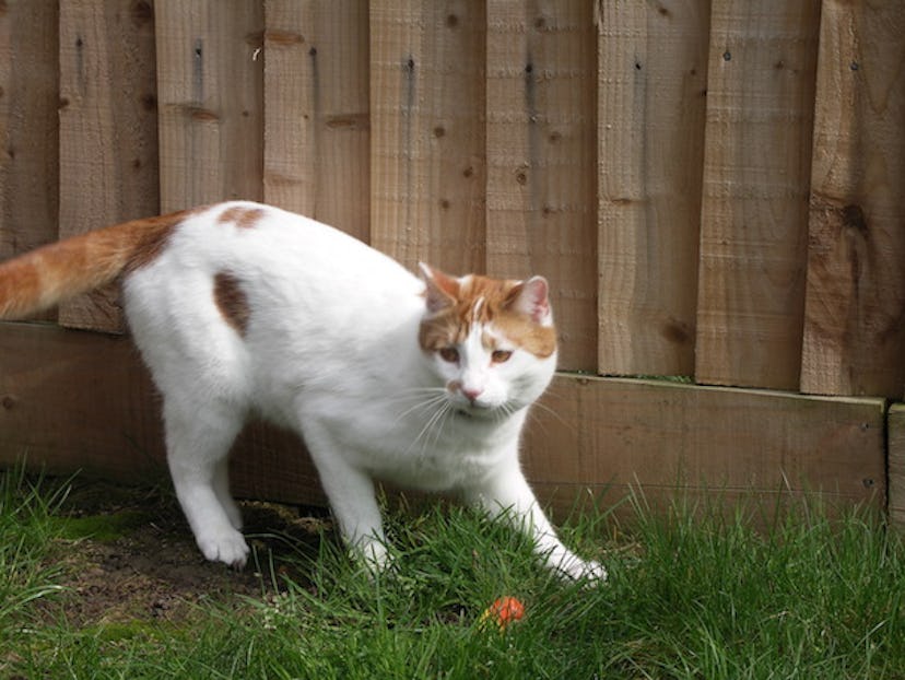 15 Times When It's Totally Appropriate to Catcall