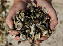 Hands full of oysters