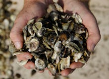 Hands full of oysters