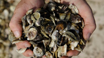 Hands full of oysters