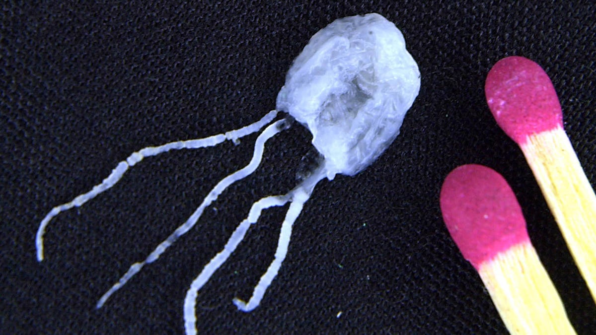 The Irukandji Jellyfish Is a Thing of Nightmares — And It's About the Size of a Fingernail