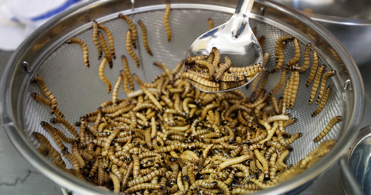 4 Edible Insects That Are Delicacies Around the World