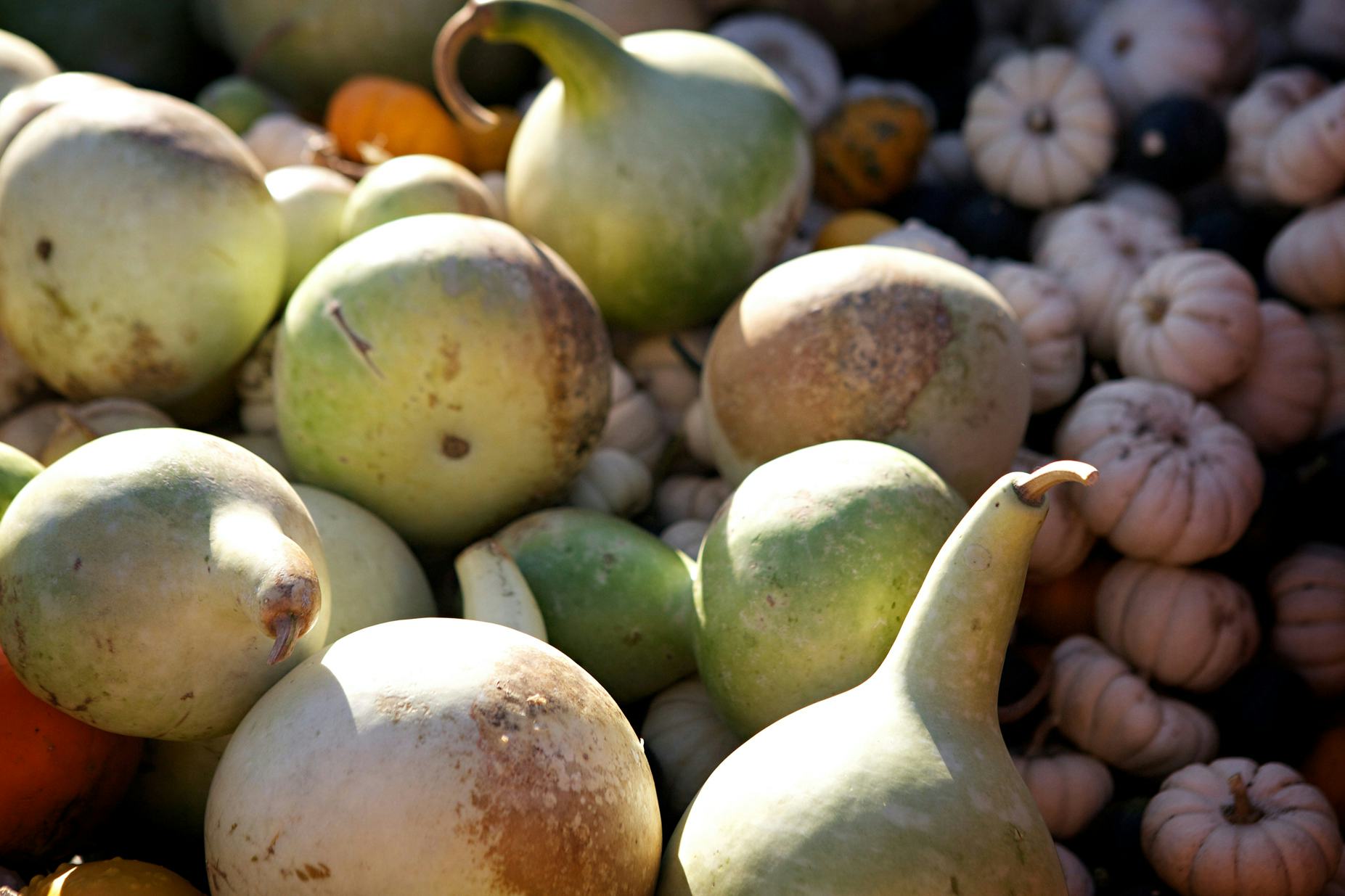 Can you eat decorative gourds? The answer to the question you never