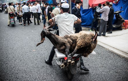 A man riding with a sheep on a motorcycle on Eid al-Adha in China