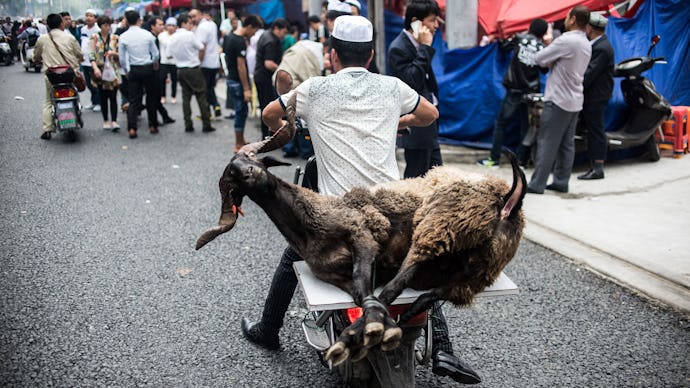 A man riding with a sheep on a motorcycle on Eid al-Adha in China