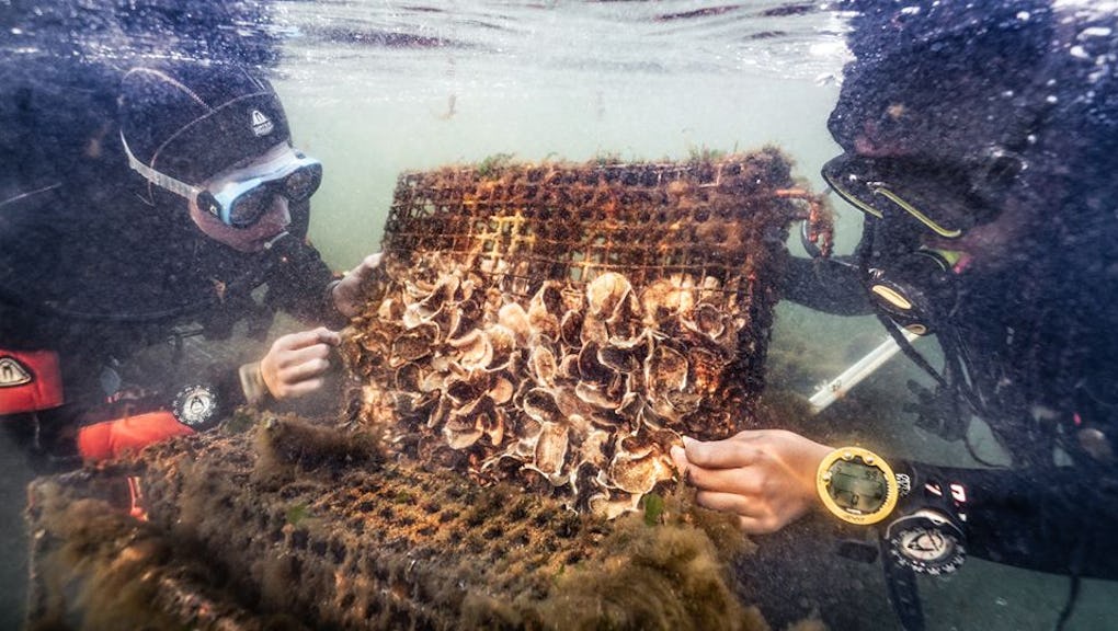The Hudson River Isn T As Gross As You Think What A Huge Oyster Says About The Quality Of Nyc Water
