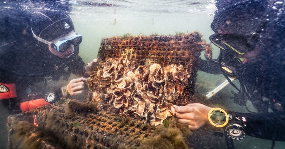 The Hudson River Isn T As Gross As You Think What A Huge Oyster Says About The Quality Of Nyc Water