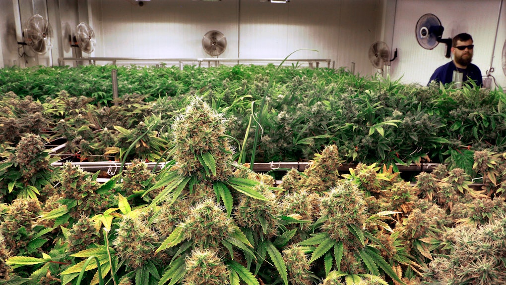 High Cbd Low Thc Strains The Best Marijuana For Anxiety Pain
