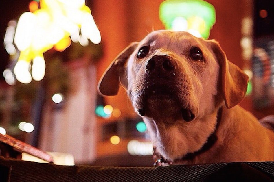 These Photos of a Dying Dog's Last Trip Across America Will Warm Your Heart