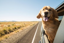 A golden retriever sticking its head out of a moving car with its tongue out