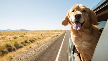 A golden retriever sticking its head out of a moving car with its tongue out