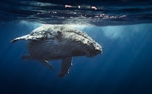 A blue whale swimming just below the surface of the water