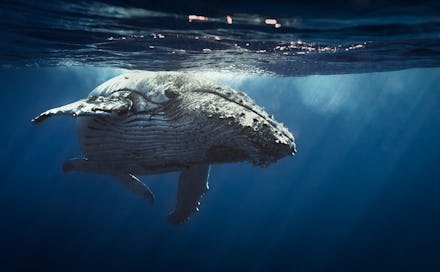 A blue whale swimming just below the surface of the water