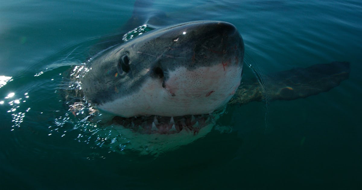 A reprieve for mako sharks in the North Atlantic Envirotec