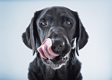 A black Labrador dog licking his snout