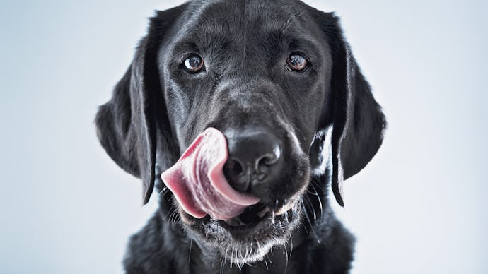 A black Labrador dog licking his snout