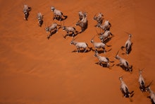An aerial view of a landscape in Namibian with gazelles running