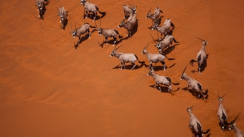 An aerial view of a landscape in Namibian with gazelles running