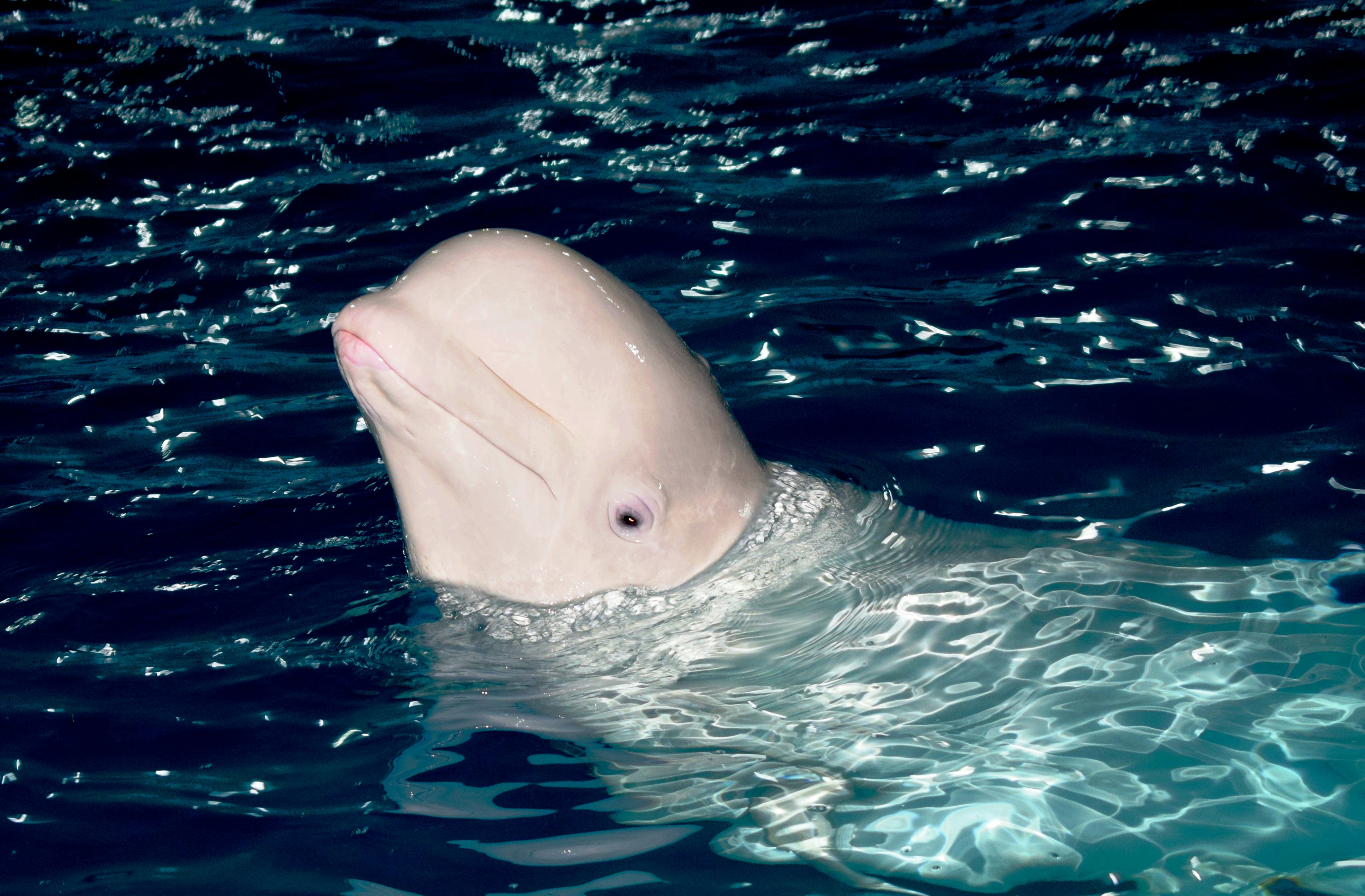 Why This Beluga Whale Might Actually Be A Russian Spy, According To Experts