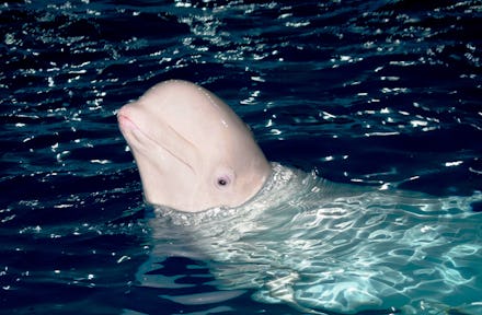 A white beluga whale with its head sticking out of the water