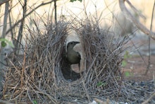 The great bower bird, an opportunistic bird in its nest