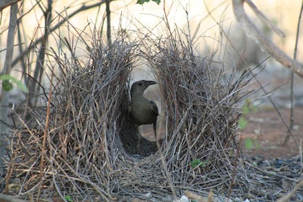 The great bower bird, an opportunistic bird in its nest