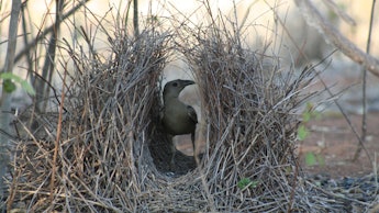 The great bower bird, an opportunistic bird in its nest