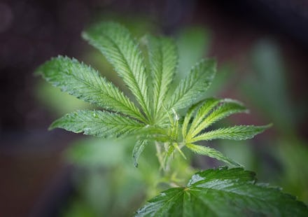 Marijuana leaves, a potential autism treatment