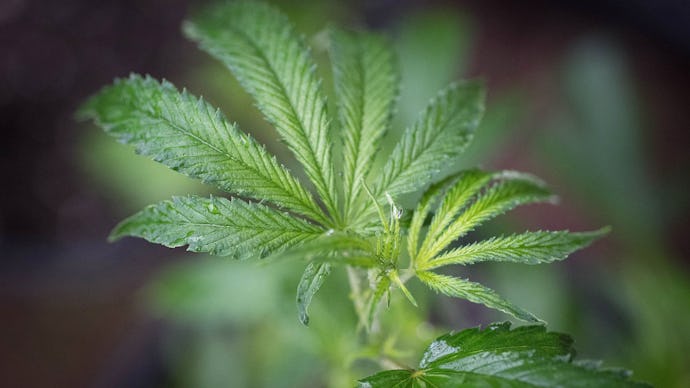 Marijuana leaves, a potential autism treatment