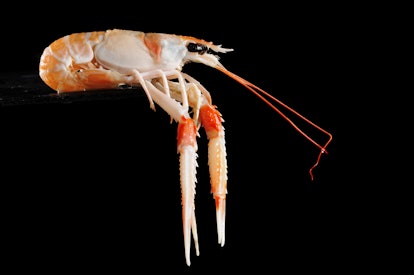 Langostino