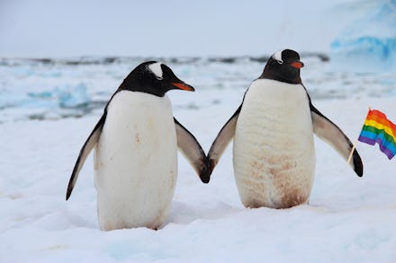 Two penguins in Antarctica holding the Pride flag.