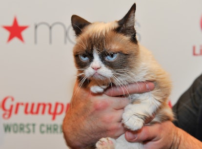 Grumpy Cat being help up by its owner at a press event