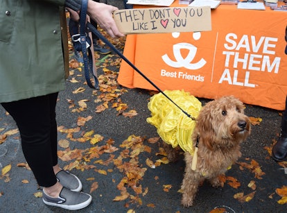 A dog in a yellow dress during the dog Halloween parade 