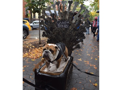 A dog on a black throne with "Game of Bones" on it at the dog Halloween parade 