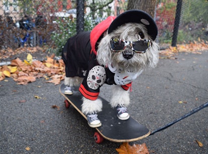 A dog on a skateboard with a snapback and black jacket with a skull at the dog Halloween parade 